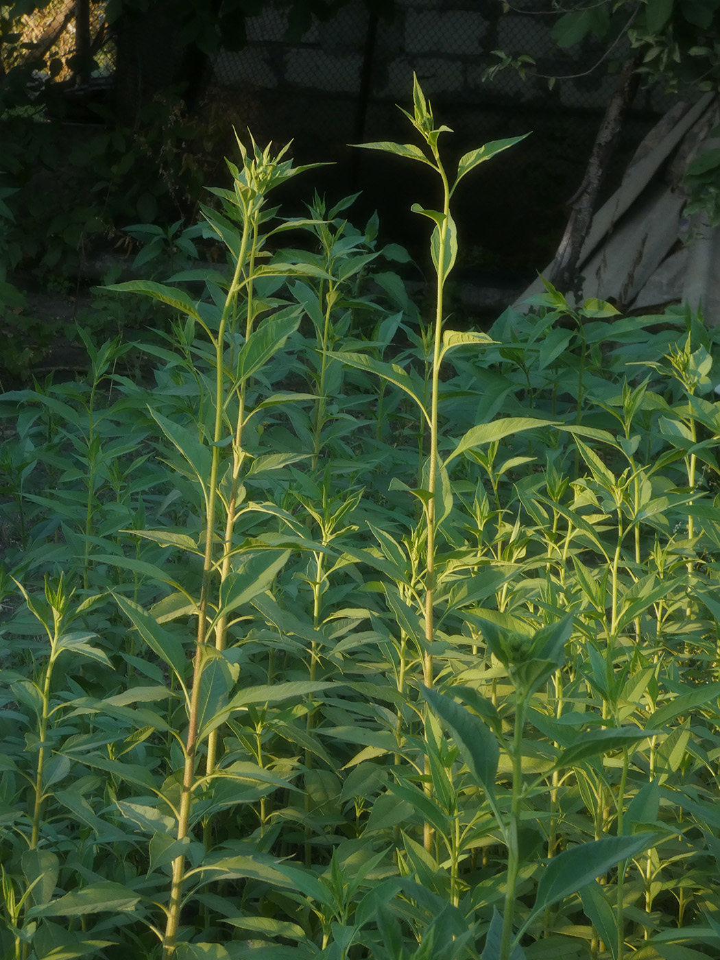 Изображение особи Helianthus tuberosus.