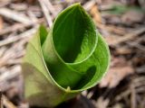 Listera ovata. Разворачивающийся молодой побег. Московская обл., Талдомский р-н, окр. пгт Запрудня, смешанный лес с преобладанием ели, сосны и берёзы. 16.05.2022.