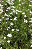 Cerastium arvense