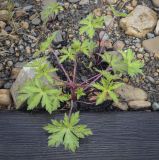 Geranium sibiricum