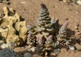 Orostachys malacophylla. Растение с развивающимися цветоносами. Марий Эл, г. Йошкар-Ола, мкр-н Гомзово, в культуре. 01.10.2023.