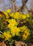 Chrysosplenium pilosum. Соцветия. Южное Приморье, Чёрные горы, заповедник \"Кедровая падь\". 12.04.2008.