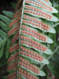 Polypodium kamelinii. Часть вайи с сорусами (вид снизу). Приморский край, город Находка, затенённая приморская скала. 09.09.2011.