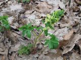 Corydalis marschalliana