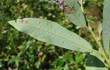 Salix dasyclados × S. myrsinifolia