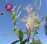 Epilobium hirsutum