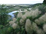 Cotinus coggygria