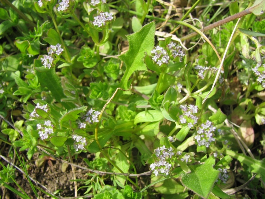 Изображение особи Valerianella locusta.