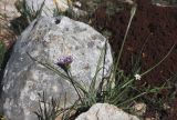 Scorzonera multiscapa. Цветущее растение. Израиль, гора Гильбоа, гарига. 22.03.2014.