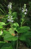 Veronica officinalis