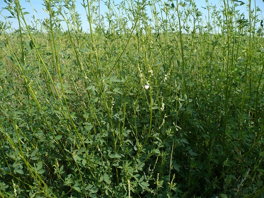 Изображение особи Melilotus albus.