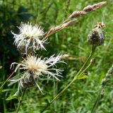 Centaurea scabiosa