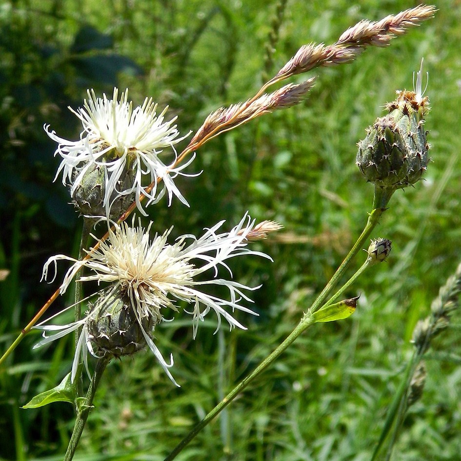 Изображение особи Centaurea scabiosa.