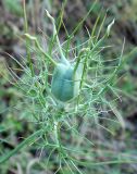 Nigella elata