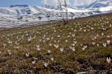 Colchicum kesselringii. Цветущие растения. Кыргызстан, верховья реки Сусамыр. 29 апреля 2015 г.