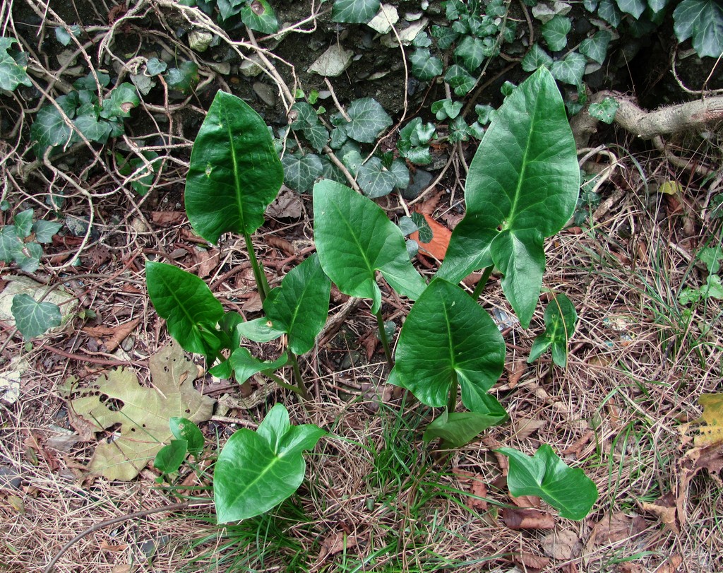 Изображение особи Arum italicum ssp. albispathum.