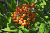 Sorbus sibirica. Соплодие и сегменты листьев. Бурятия, Верхнеангарская котловина, долина р. Дзелинда в р-не источников, опушка хвойного леса. 24.08.2007.