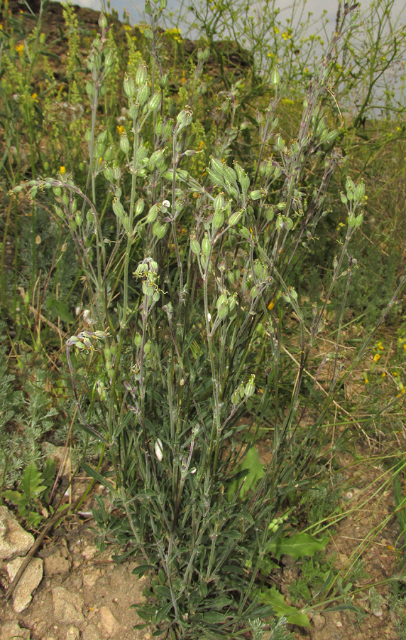 Изображение особи Silene hellmannii.