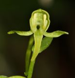 Platanthera maximowicziana