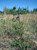 Bidens tripartita