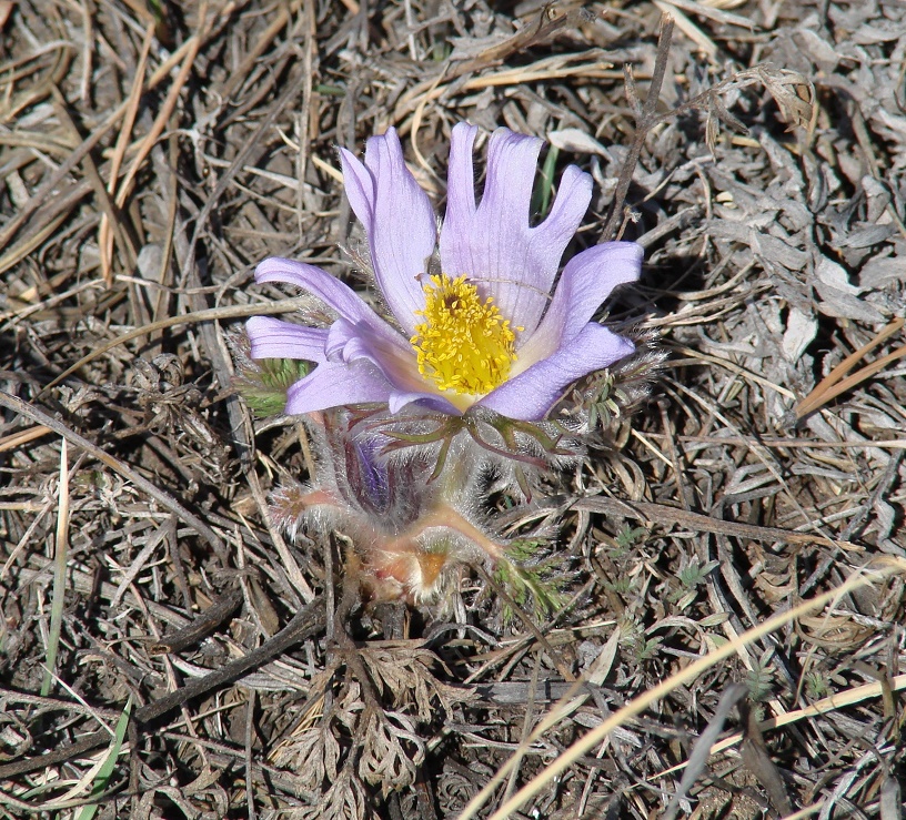 Изображение особи Pulsatilla turczaninovii.