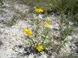 Hypericum elegans