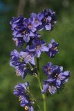 Polemonium chinense. Соцветие. Амурская обл., Магдагачинский р-н, окр. пос. Магдагачи, сырой луг вдоль берега водохранилища (р. Горчаки). 29.06.2016.