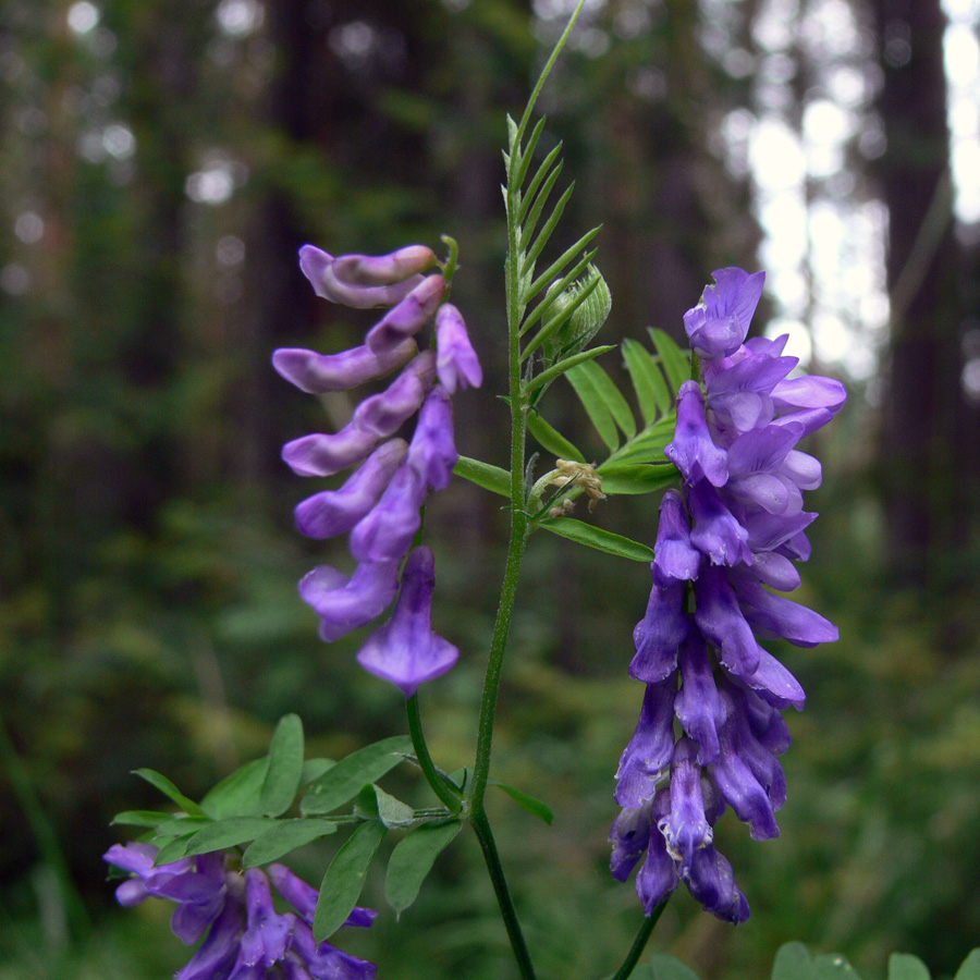 Изображение особи Vicia cracca.