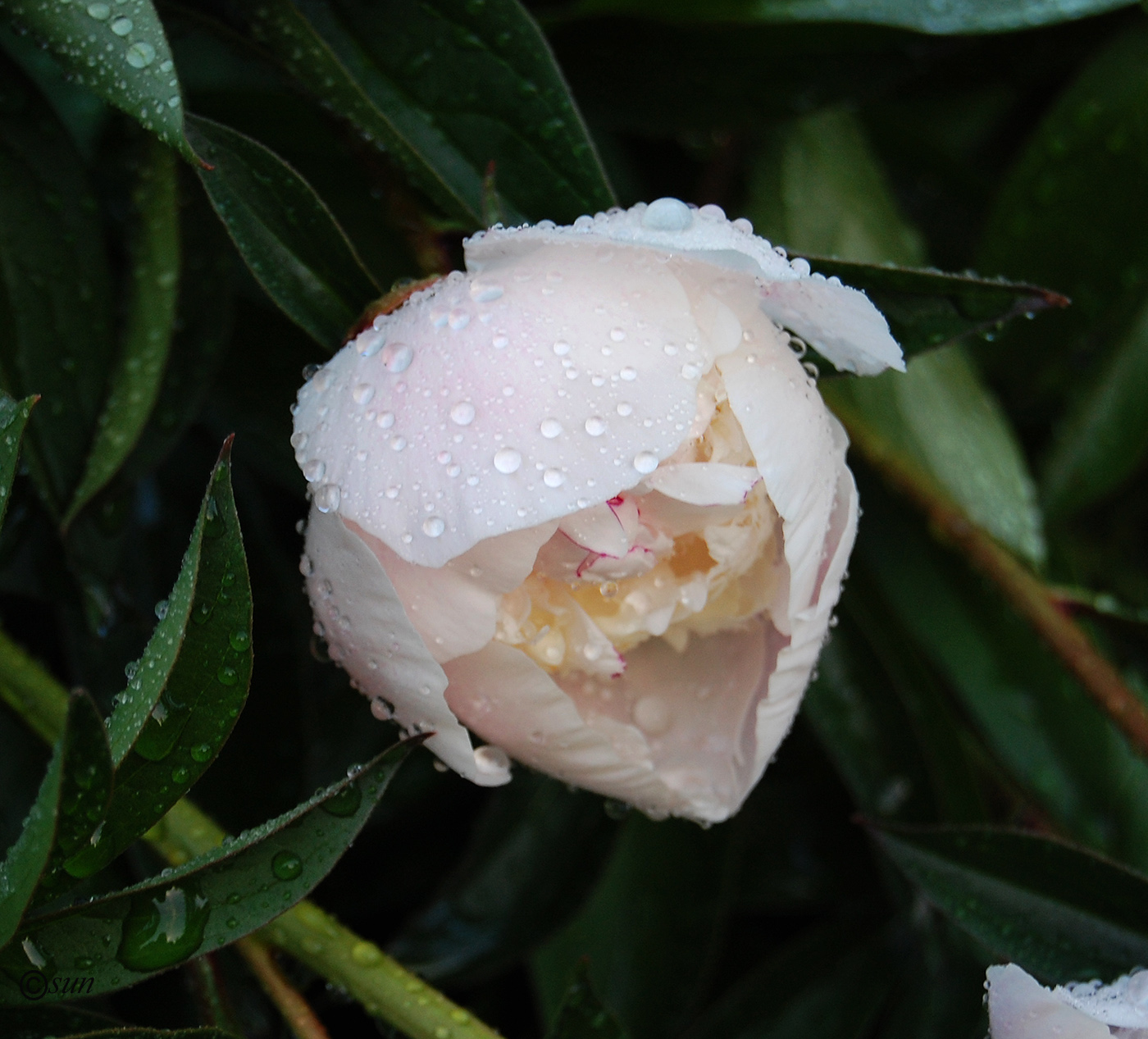 Изображение особи Paeonia lactiflora.