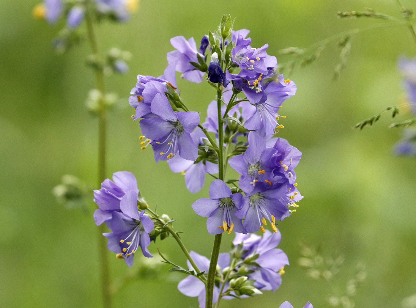 Изображение особи Polemonium caeruleum.