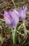 род Crocus