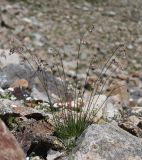 Silene saxatilis