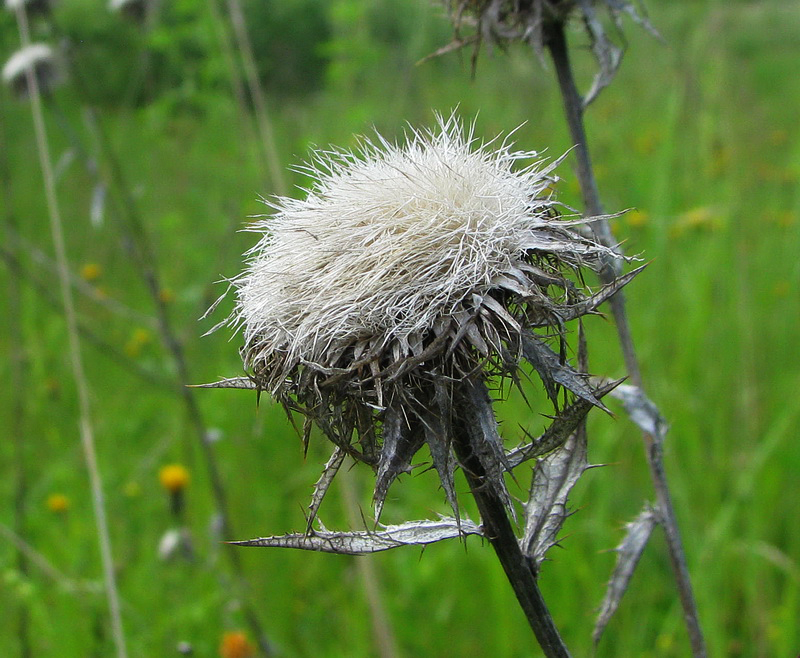 Изображение особи Carlina biebersteinii.