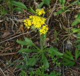 Patrinia sibirica. Цветущее растение. Иркутская обл., Шелеховский р-н, окр. с. Введенщина, высокий берег р. Иркут, сосновый лес. 11.06.2017.