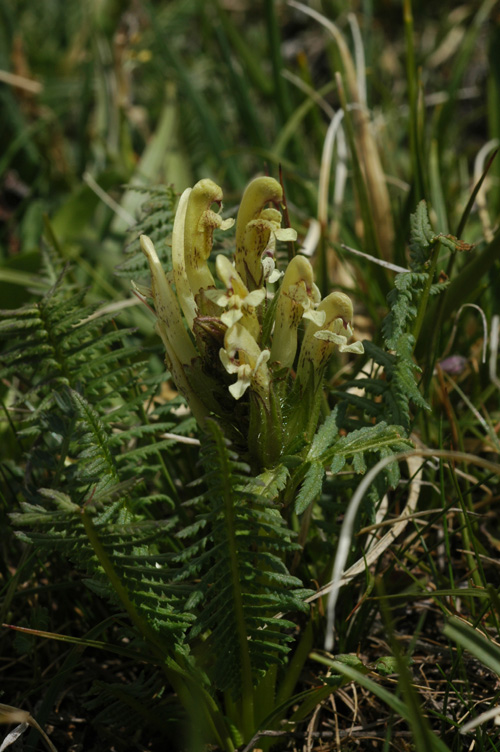Изображение особи Pedicularis pubiflora.