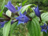 Gentiana schistocalyx