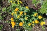 Trollius ircuticus