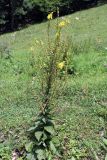 Verbascum pyramidatum