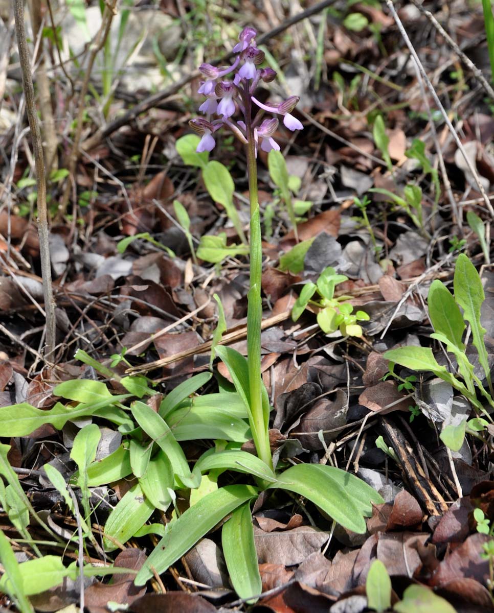 Изображение особи Anacamptis morio ssp. syriaca.