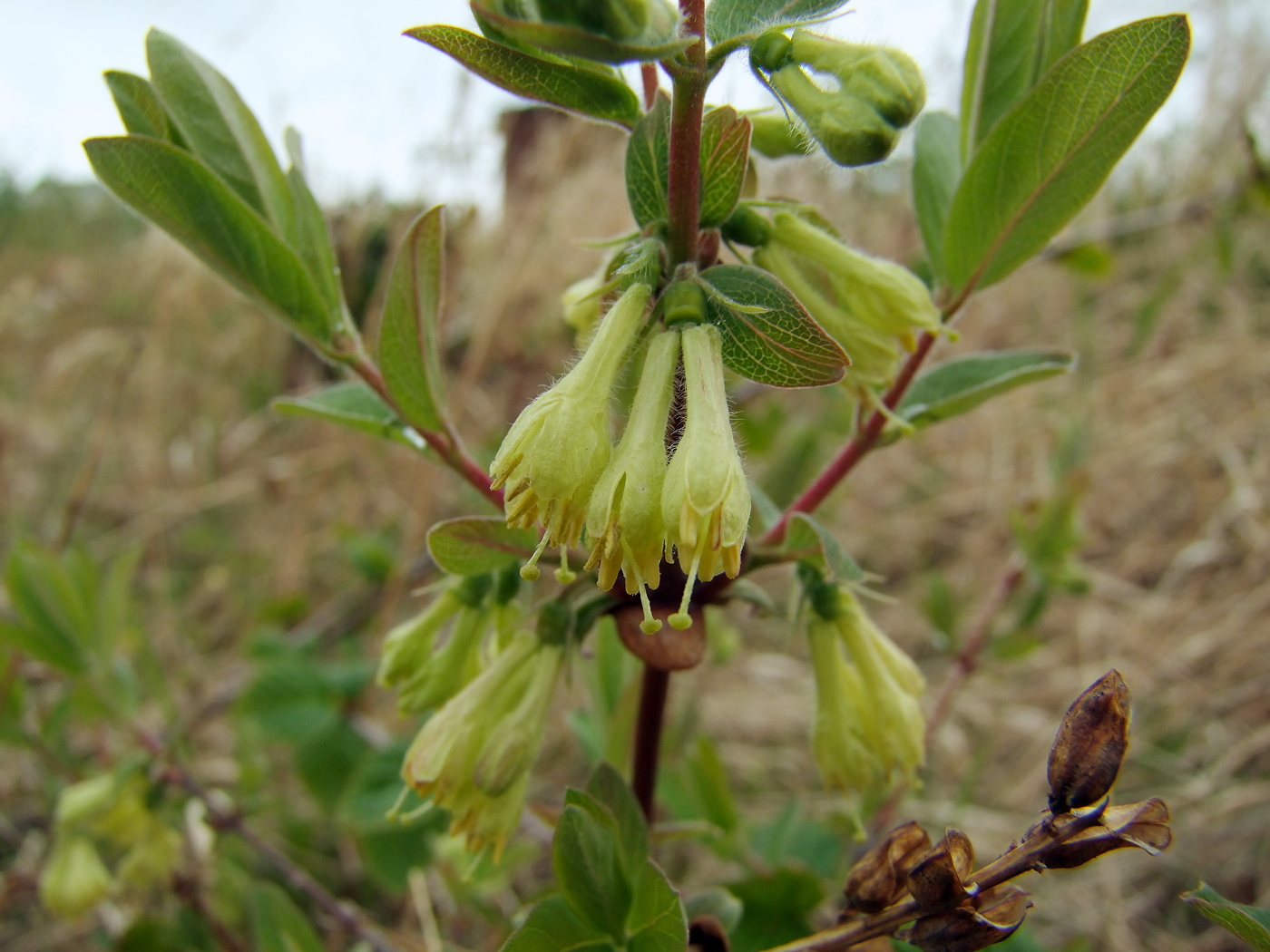 Изображение особи Lonicera edulis.