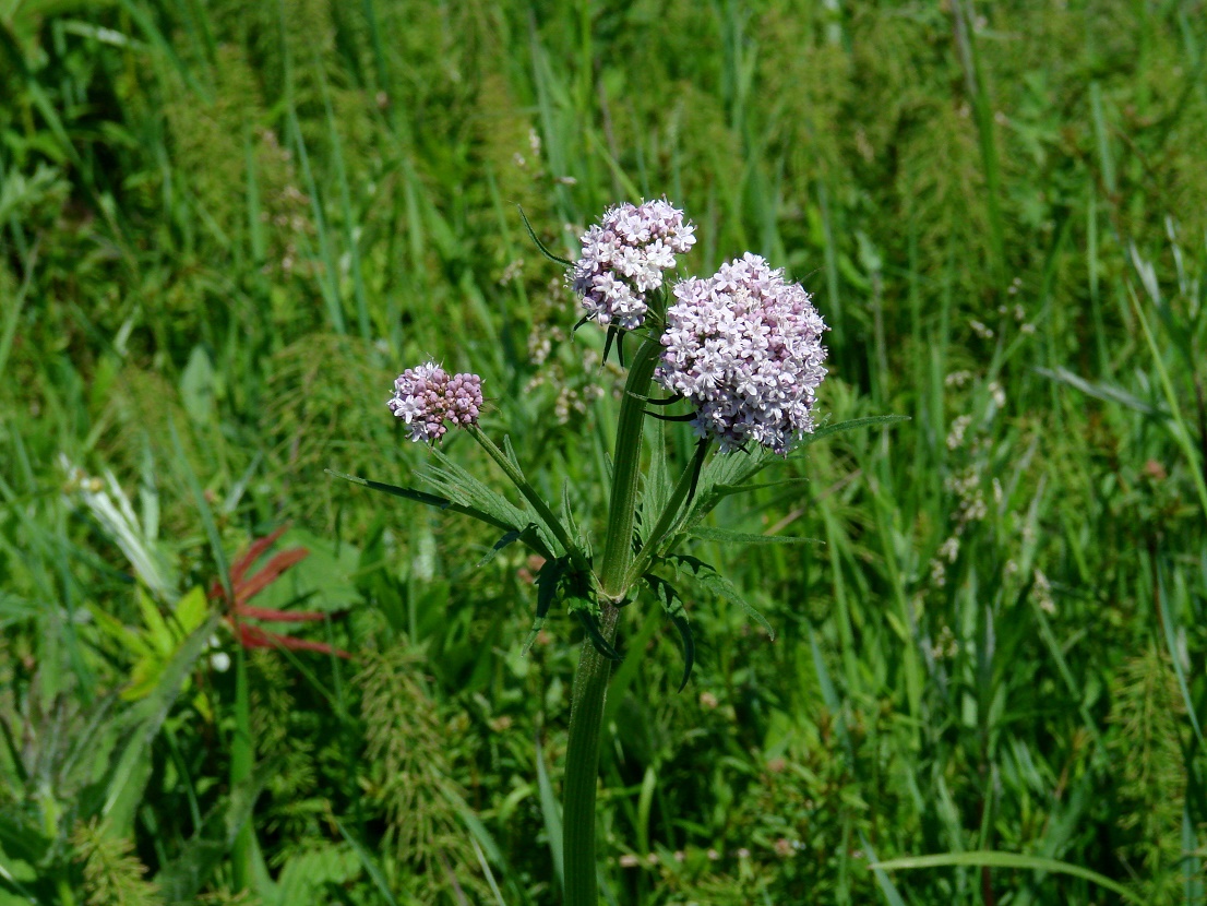 Изображение особи Valeriana alternifolia.