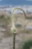 Arisarum vulgare