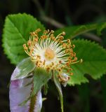 Rosa gallica