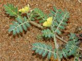 Tribulus terrestris