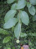 Cephalanthus occidentalis. Верхушка плодоносящего побега. Санкт-Петербург, Ботанический сад БИН РАН, дендрарий. 09.09.2020.