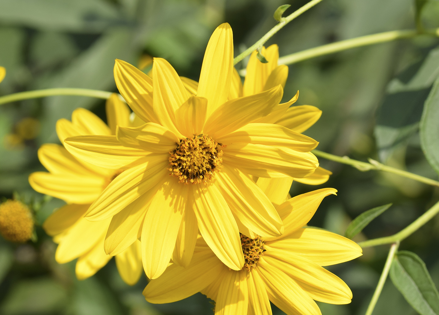 Изображение особи Helianthus tuberosus.