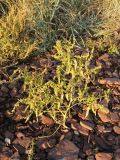 Atriplex nudicaulis