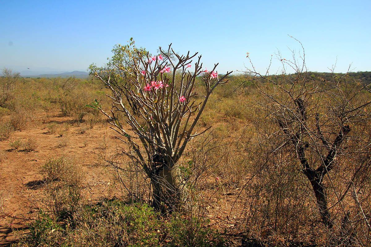 Изображение особи Adenium obesum ssp. socotranum.