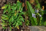 Veronica schmidtiana