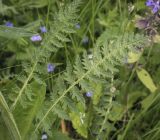 Pedicularis kaufmannii